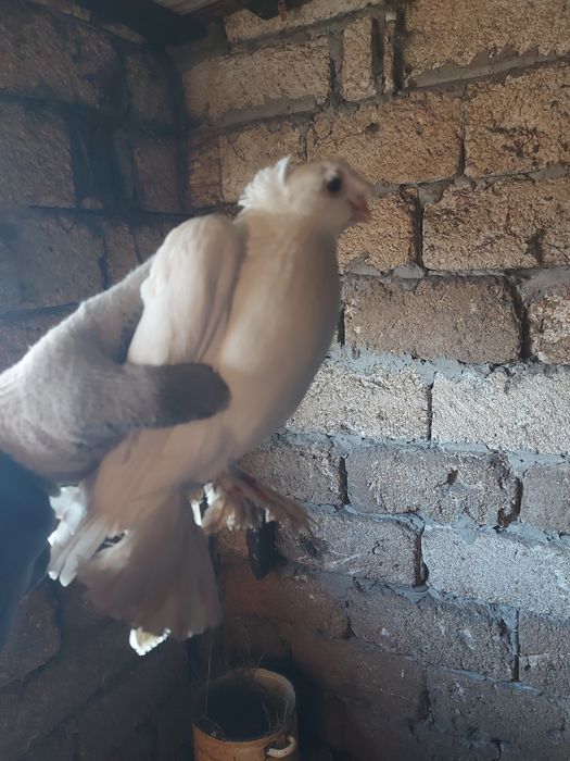 Продам голубей вольных