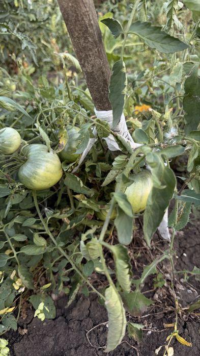 Продам дачный участок.