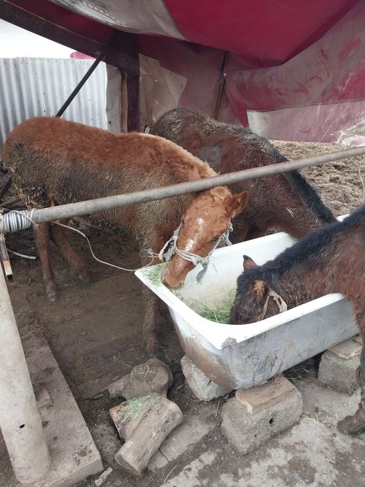 Жабагы тай сатылады