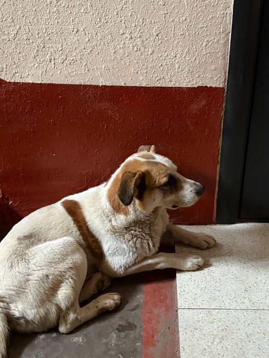 Собаки ищут дом.  Помогите их пристроить