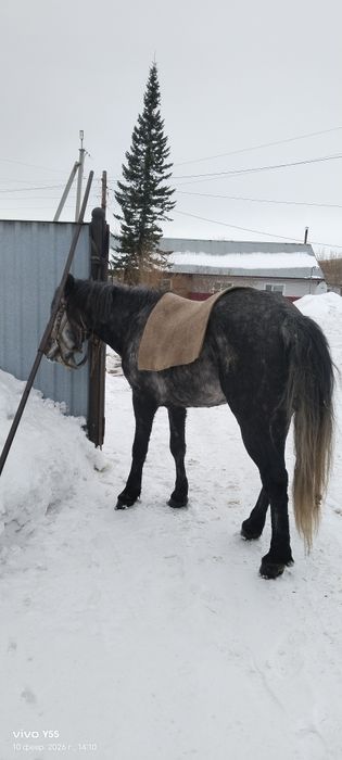 Продам Жеребца иноходец