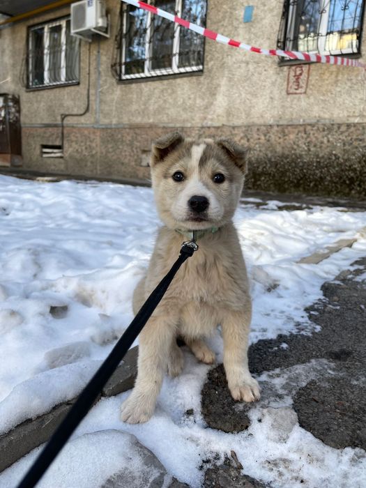 Отдаём щенка Лайка