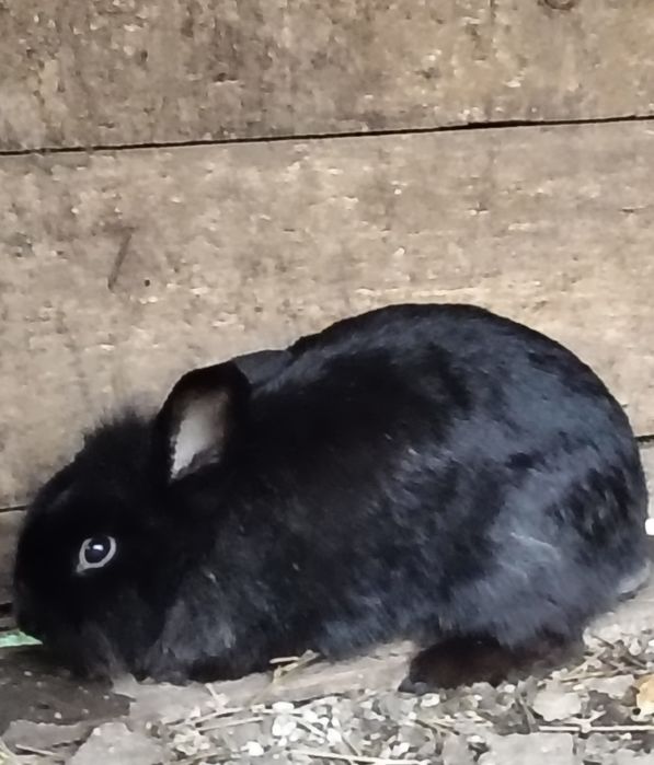 Vând sau schimb femela cap de leu