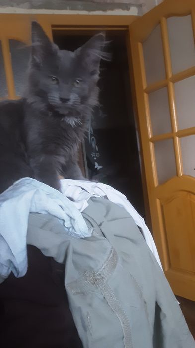 Продам котят помесных
