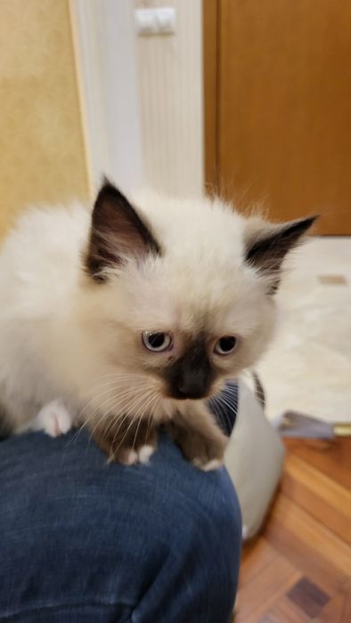 Котенца Регдол – 7 пухкави бебета почти на 3 месеца