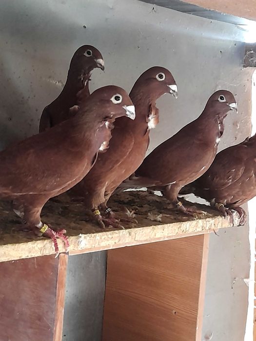 Porumbeii roșii cu floare pui de 2025