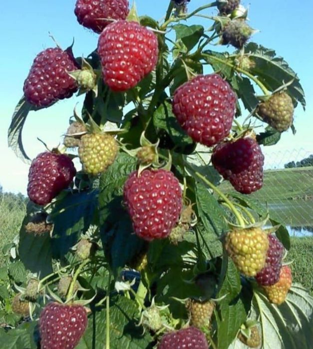 Саженцы малины, высший сорт