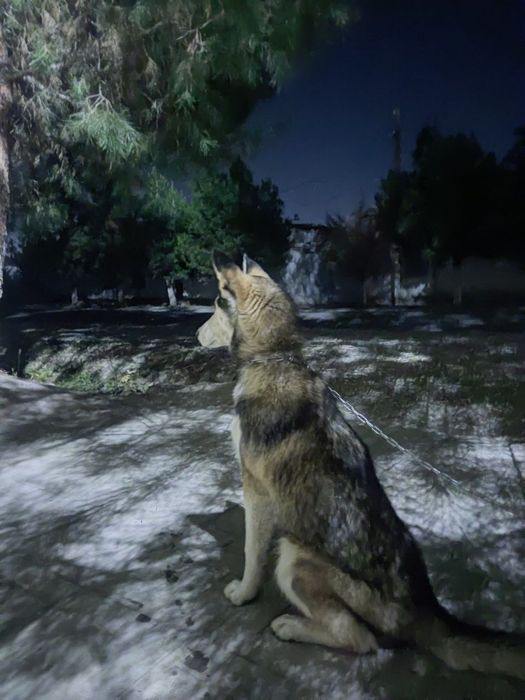 Haski zoti aqilli it