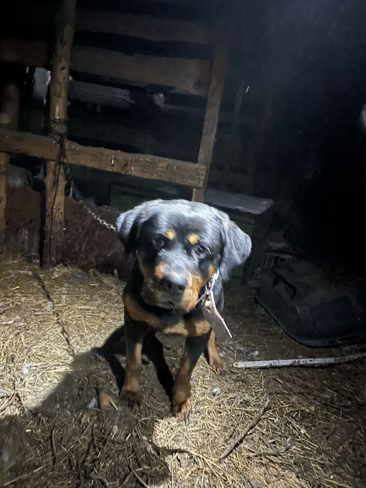 Продам собаку ратвейлер