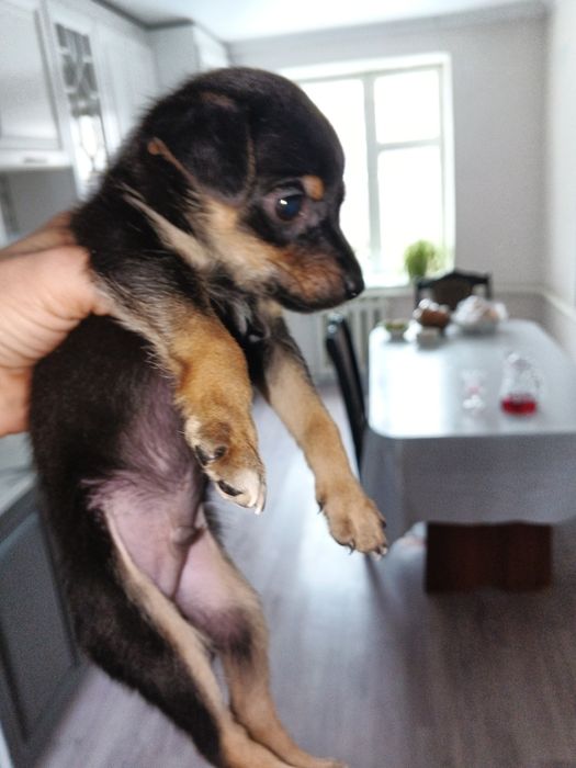 Продам Той терьера