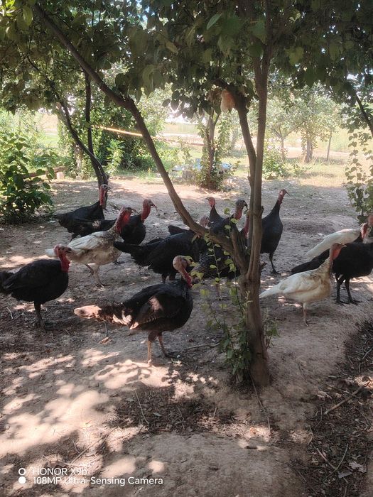 Erkak indyuklar sotiladi