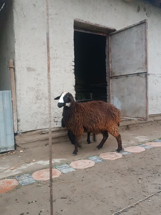 Она бола Казоки  куй сотилади боласи эркак  еб ичишига Муаммо ек  тел