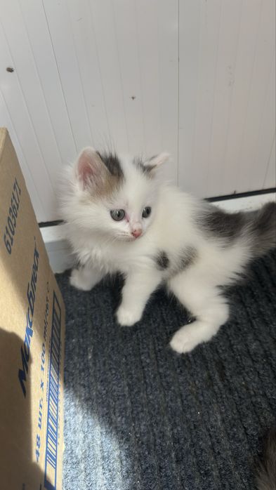 Отдам котят в хорошие руки