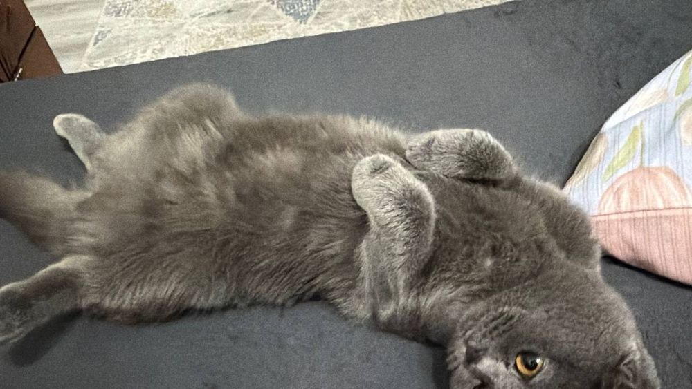Кошка скоттиш фолд