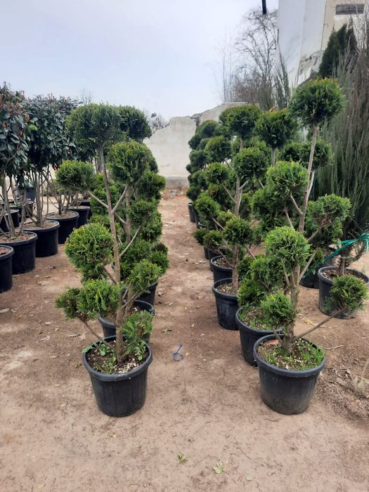 Leylandy cupressocyparis (tuia leylandii)