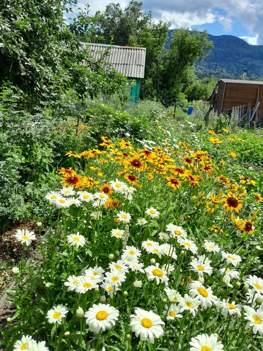 Продам дачу на Ульбастрре