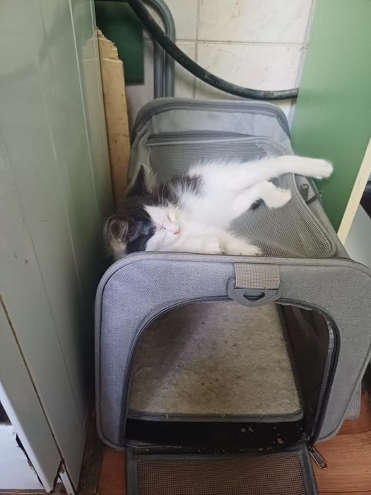 Котёнок 2 месяца