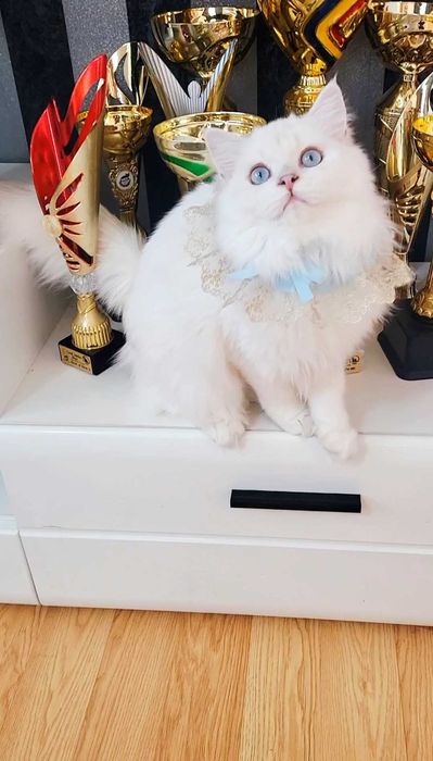 British longhair baietel alb cu ochi albaștri pedigree