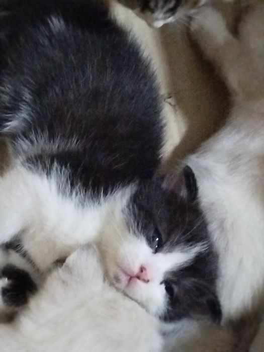 Siam skotc folt bolalari