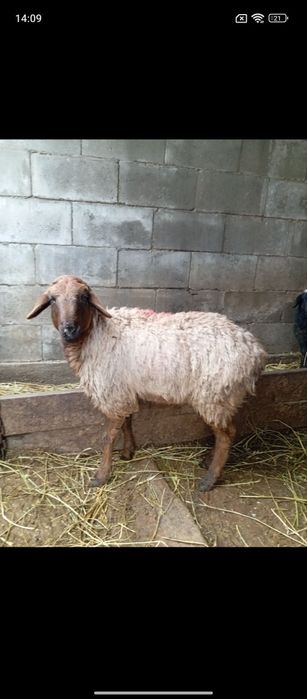 Кой токты семз сатылады