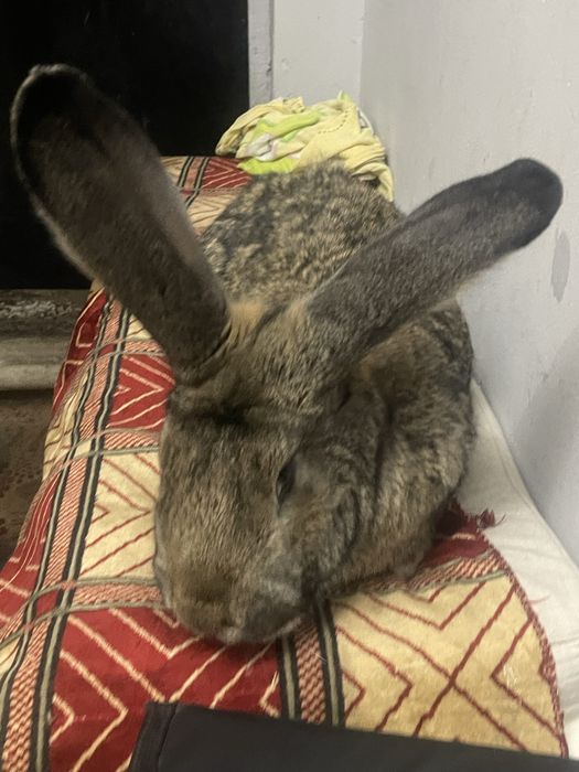 Продам кроликов(самцы)