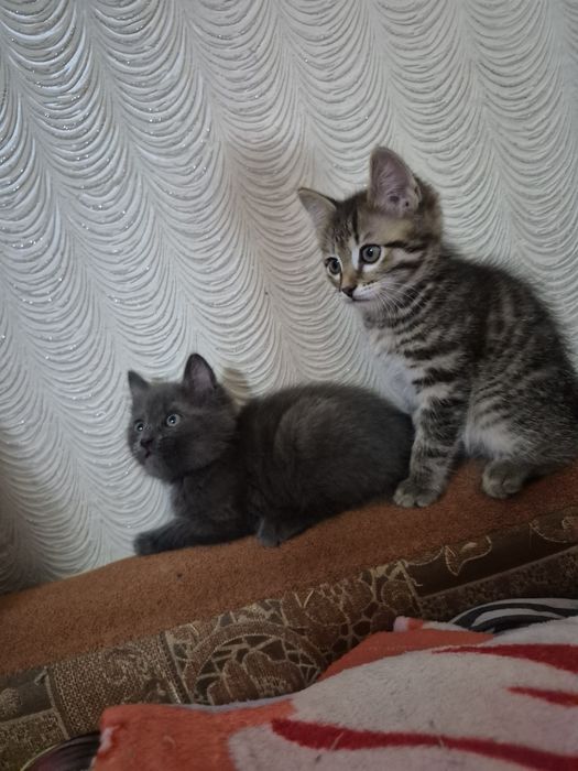 Отдам котят в добрые руки