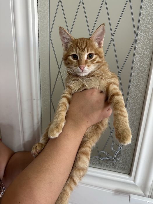 Сары мысық