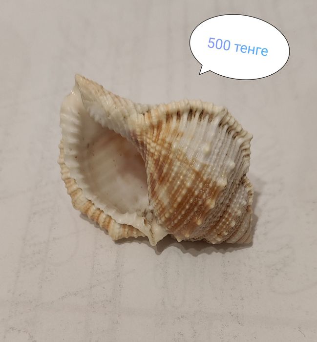 Продам ракушки натуральные.