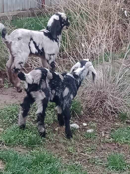 Продам козлят, нубобиталы
