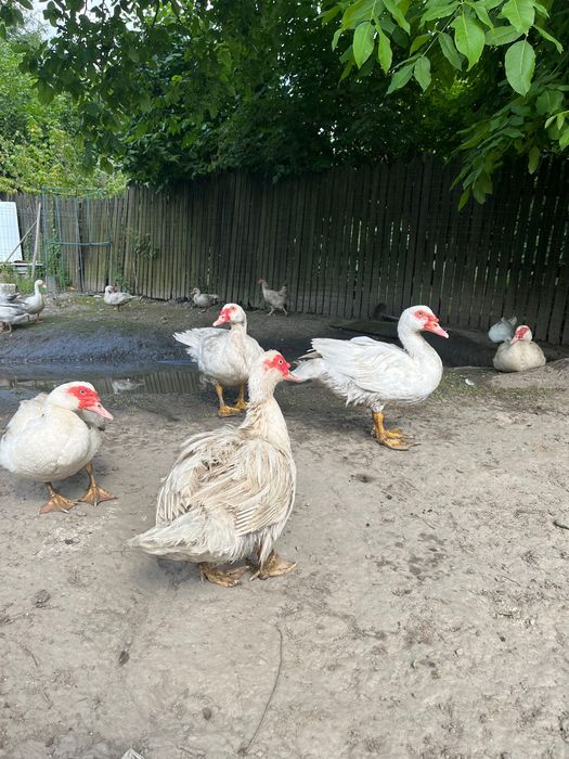 Vindem Rațe și Gâște