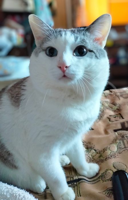 Вязка кота срочно