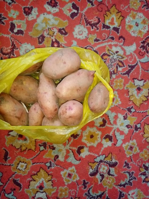 Продаю картошку дачную