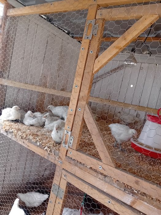 Pui La bresse de 8 săptămâni