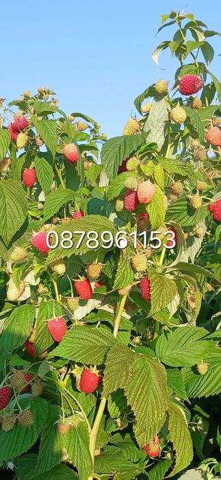 Расзад малини и ягоди