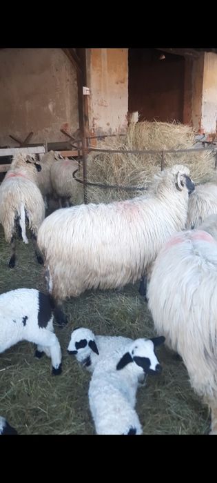 50 Oi cu miei disponibile