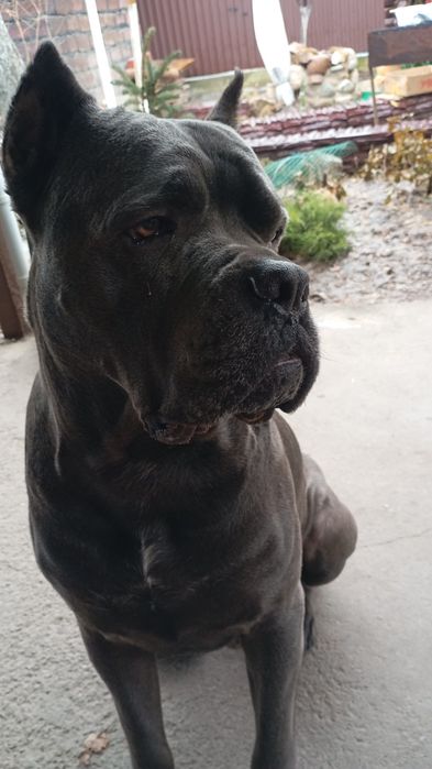 Вязка Кане Корсо