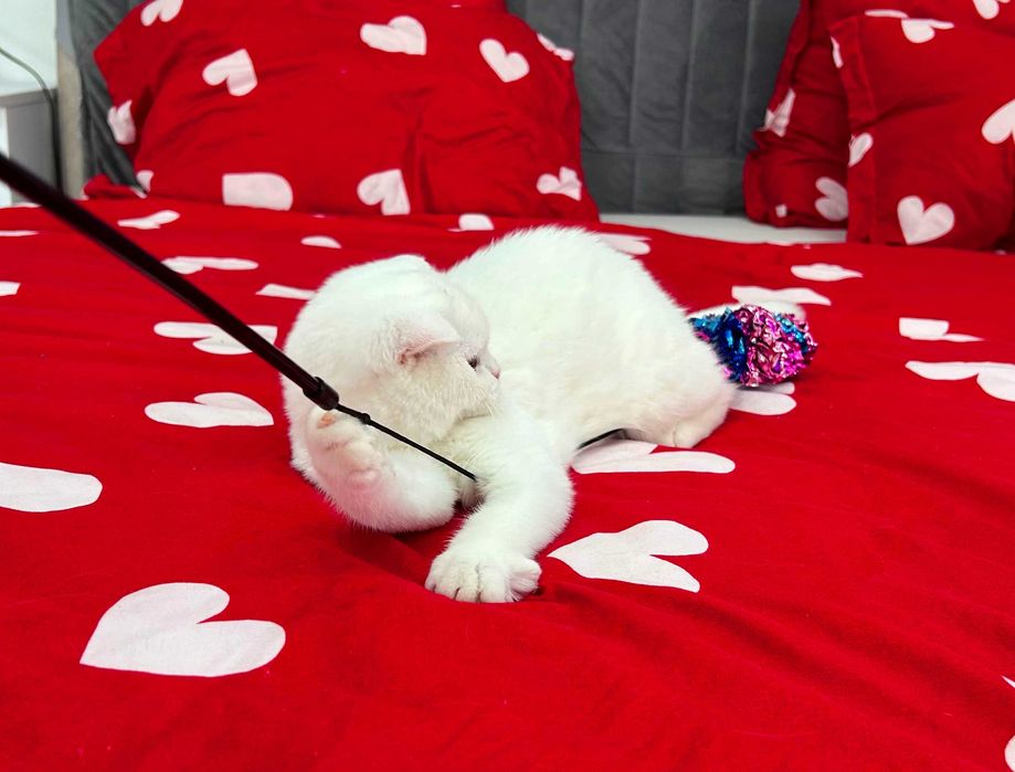 Pisicuță albă și adorabilă - Scottish Fold, cu Pedigree