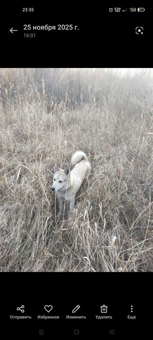 Западно сибирские лайки