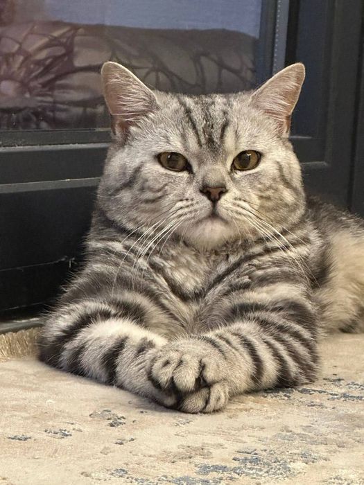 Vyazkaga Skotish Strayt