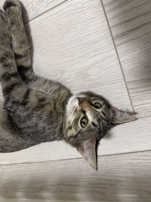 Котенок в хорошие руки