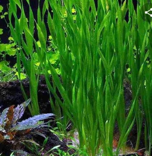 Продам аквариумные растения