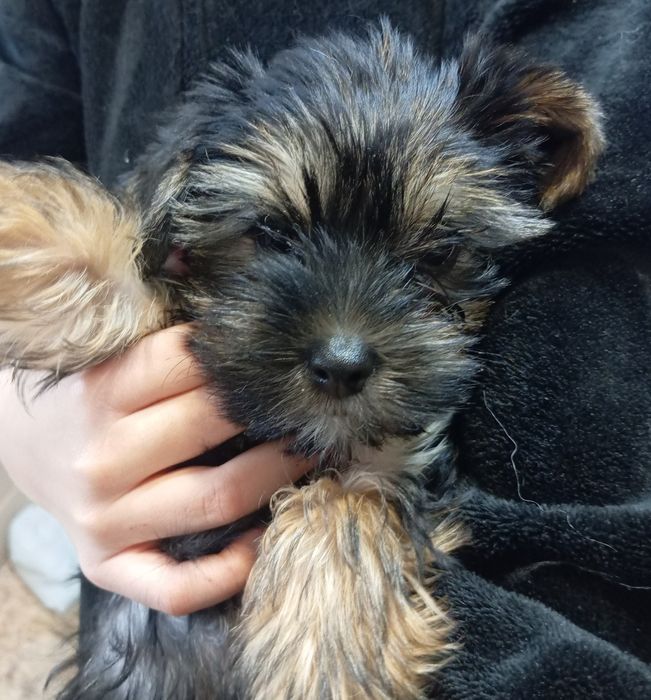 Готовы к продаже Йорки два мальча.