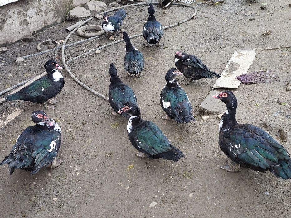 Rate si ratoi de vanzare