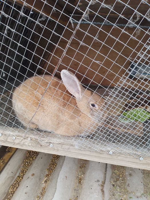 Крольчиха обмен,