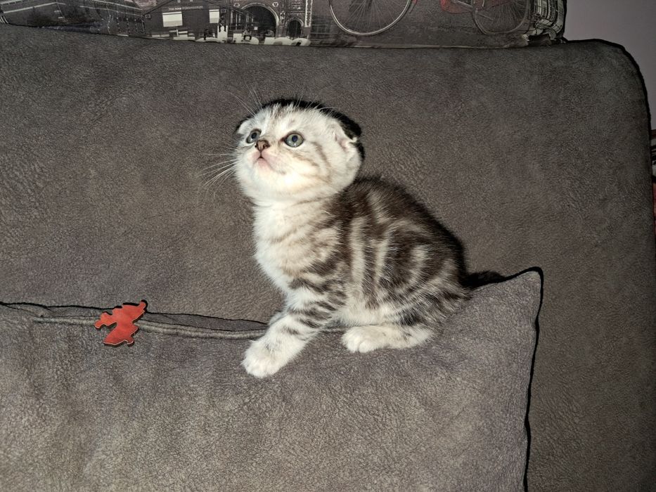 Шотландские котята