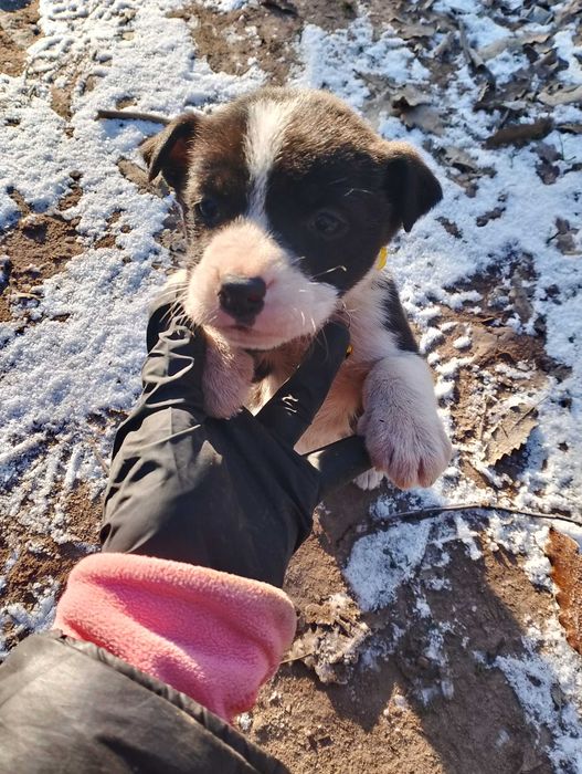 Подарявам кученца