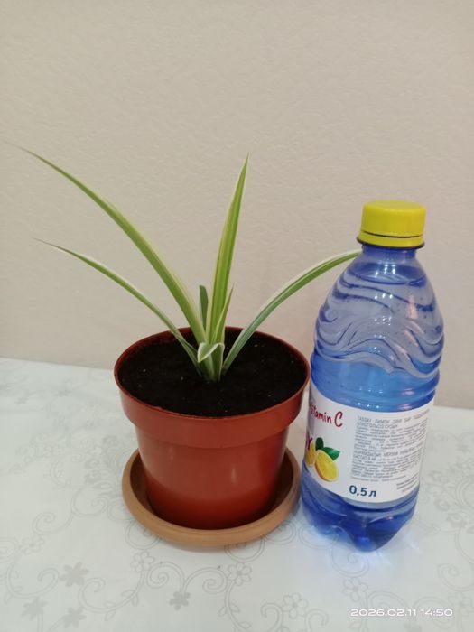 Комнатные цветы. Хлорофитум/"Семейное счастье".