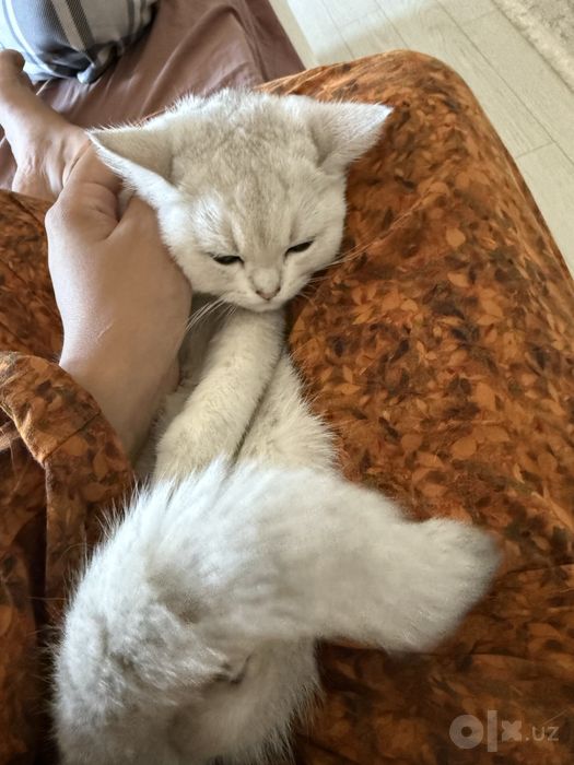 Продается котенок