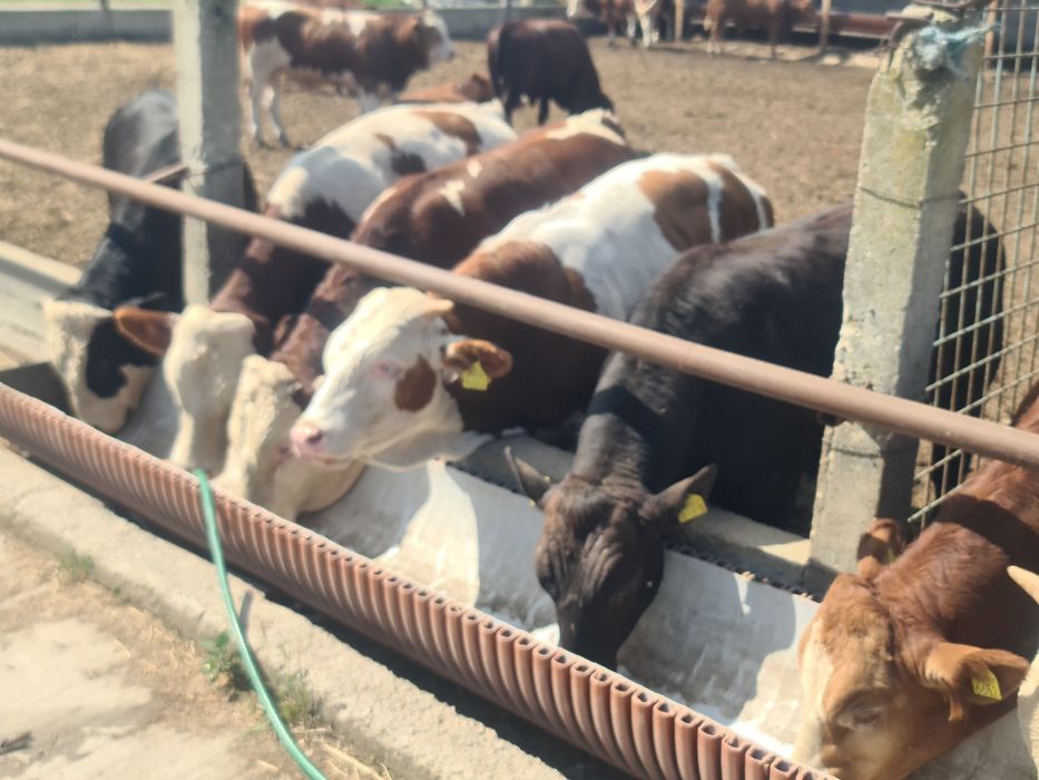 Tauri Bălțată Românească