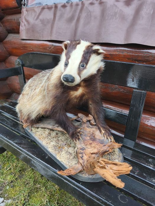 Bursuci/ vulpi naturalizate